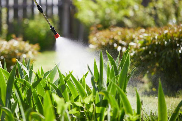 24/7 Emergency Termite Control experts in Forks, WA